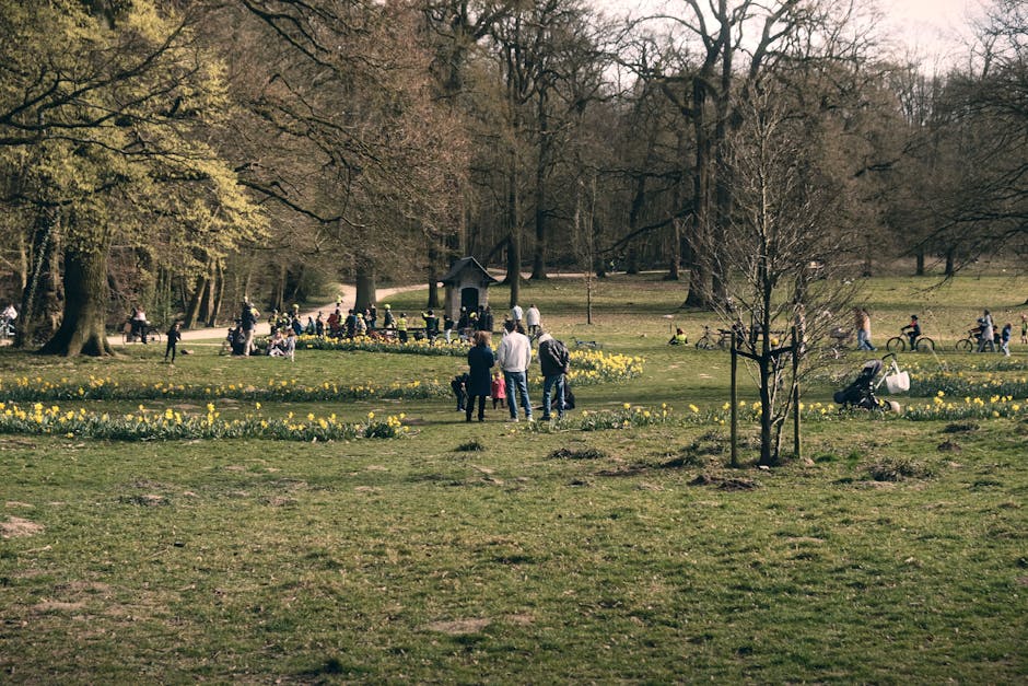 A group of people gathered in Pinner Memorial Park during spring, surrounded by blossoming yellow and white daffodils arranged in flower beds. The park features large, leafless trees indicating early 