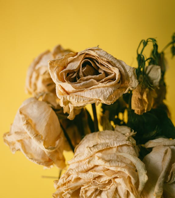 A close-up of withered, dried roses with faded, cream-colored petals curling and wrinkling, arranged against a bright yellow background. The flowers appear to have lost their freshness and moisture, w