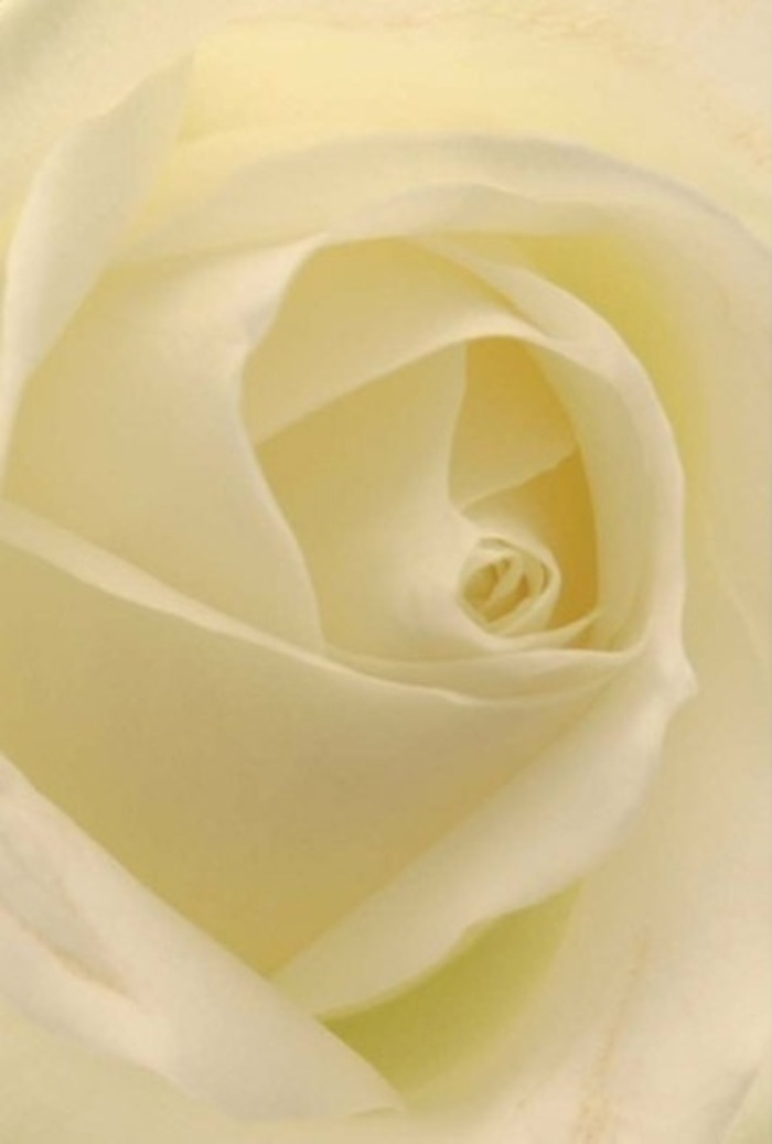 Focusing closely on the central whorl of this white rose, the image offers an immersion in delicately layered petals, each one catching just enough light to heighten the dramatic interplay of cream and soft golden undertones. The composition is tranquil, the kind of soothing arrangement one might encounter on a peaceful stroll near Pinner Village or within a church on Love Lane. Each petal seems almost translucent, their curvature forming a flawless spiral that embodies purity and enduring love. The matte texture invites the mind to imagine the rose's silk-soft surface, while the subtle gradations in shadow give body and life to the flower. Such a rose is a frequent centrepiece at meaningful occasions-be it a wedding near Pinner Hill or a quiet send-off for a beloved elder. It carries an unspoken fragrance and an aura of serene sophistication, reflecting the thoughtfulness with which Pinner florists, including Flowers Pinner, choose their blooms. The resulting effect is one of timeless grace-perfect for any moment when beauty, comfort, and connection matter most.